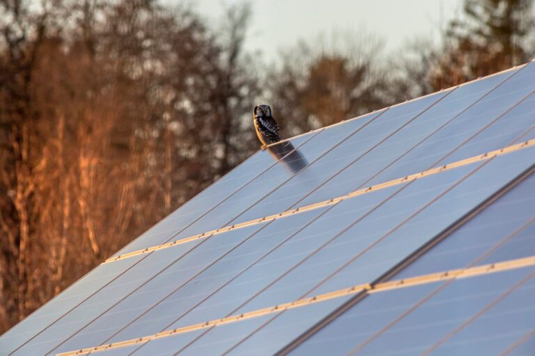 Photovoltaikanlagen in der Natur