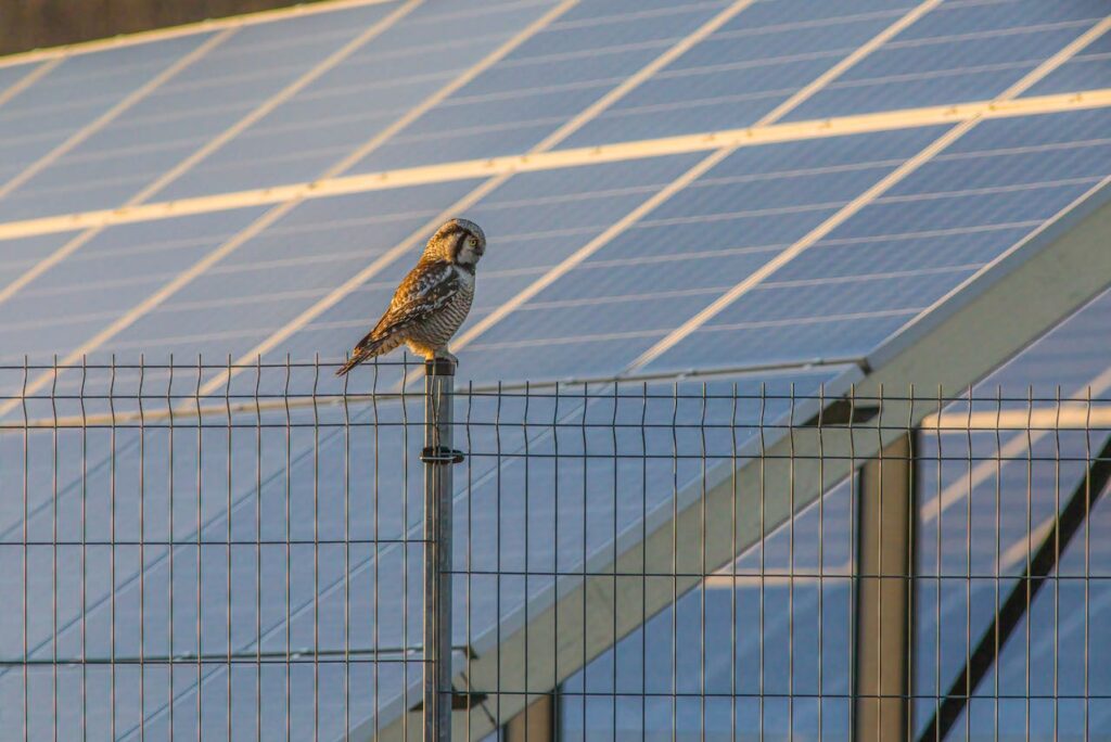 Ein verbreiteter Mythos besagt, dass Photovoltaikanlagen (PV-Anlagen) die Tierwelt, insbesondere Vögel, erheblich stören. In diesem Artikel widerlegen wir diesen Mythos und erläutern, wie PV-Anlagen tatsächlich mit der Tierwelt koexistieren können und welche Maßnahmen ergriffen werden, um mögliche negative Auswirkungen zu minimieren.